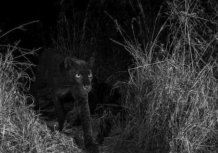 ظهور النمر الأسود في كينيا بعد غياب مئة عام