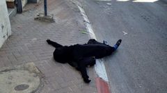 الاحتلال يؤجل النظر في تسليم جثمان الشهيدة سماح مبارك