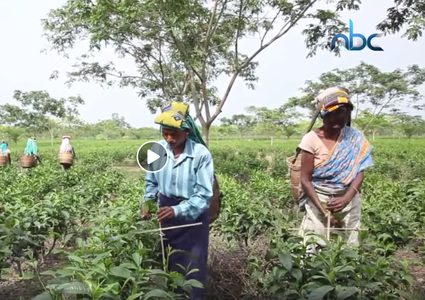 ظروف عمل قاسية تعيشها النساء عند جمعها لأوراق الشاي