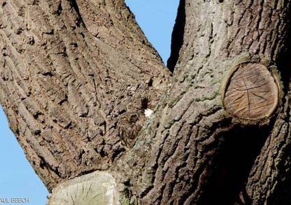 مصوّر يتحدى أصحاب العيون الثاقبة لرؤية الطائر في الصورة