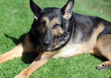 كلب ينتظر أصحابه عاما كاملا في نفس المكان