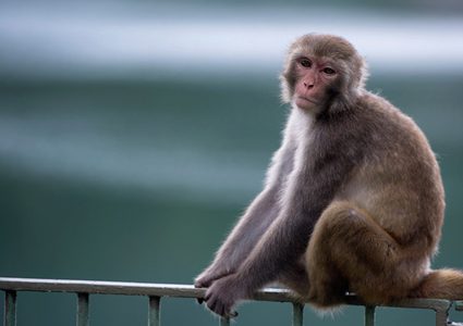 قرود ضخمة تهاجم مواطني السعودية