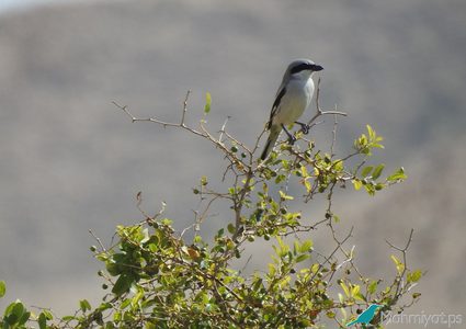 "محميات فلسطين" بدورة استدراكية لتجديد رخصة الادلاء السياحين