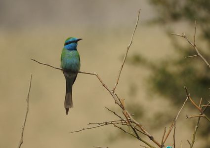 "محميات فلسطين" بدورة استدراكية لتجديد رخصة الادلاء السياحين