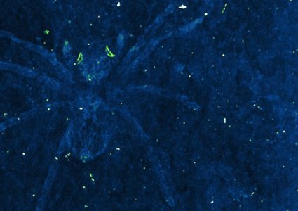 عناكب نفقت منذ 100 مليون عام.. وما زالت عيونها تلمع