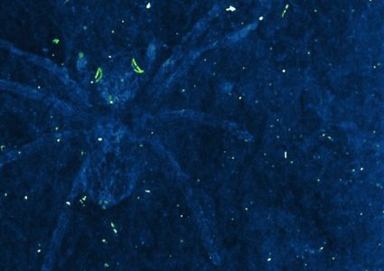 عناكب نفقت منذ 100 مليون عام.. وما زالت عيونها تلمع