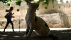 مصر.. القطط الجائعة التهمت جثة مربيها المسن