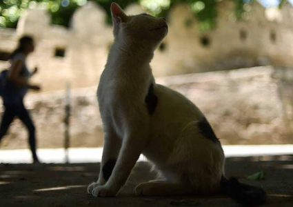 مصر.. القطط الجائعة التهمت جثة مربيها المسن