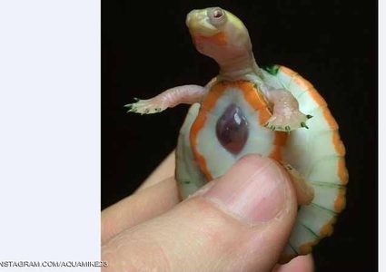 حالة نادرة تحيّر الأطباء.. سلحفاة بقلب خارج الجسد