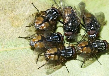 علماء يحذرون من أوبئة ينشرها الذباب