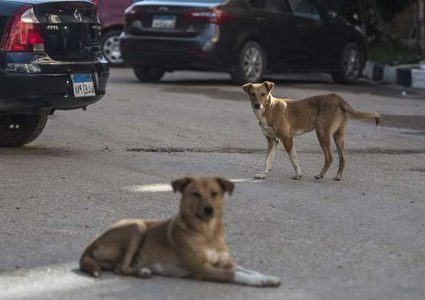 مصر.. أجانب يذبحون كلبا بوحشية قبل أكله