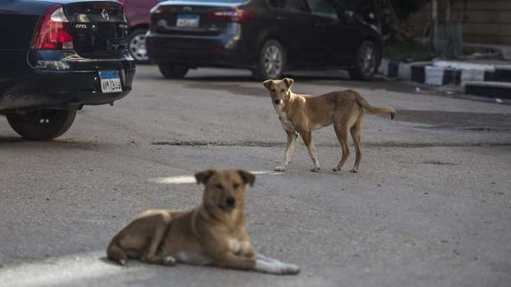 مصر.. أجانب يذبحون كلبا بوحشية قبل أكله