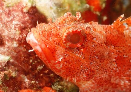 العثور على أسماك "خارقة" رائعة في الأمازون