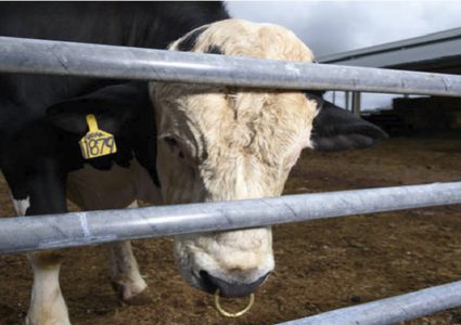 جدل كبير حول تناول لحوم حيوانات معدلة جينيا!