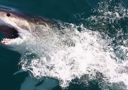 علاج أمراض مستعصية قد يكمن في "الوحش المفترس"