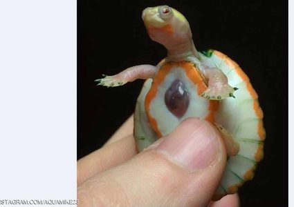 حالة نادرة تحيّر الأطباء.. سلحفاة بقلب خارج الجسد