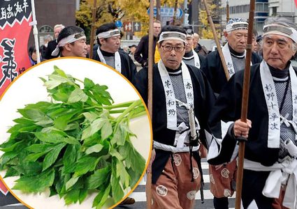 نبتة الساموراي "تبطئ الشيخوخة"