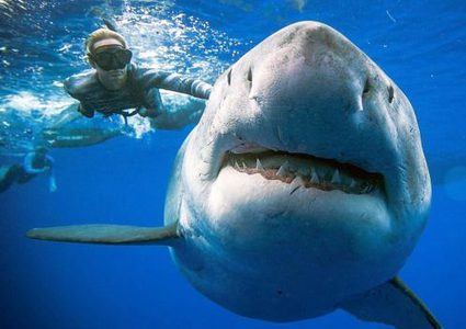 ماذا تخبئ أسماك القرش في جيناتها؟