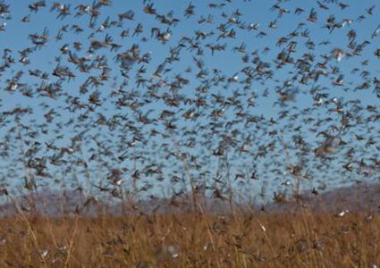 الجراد قادم إلى فلسطين
