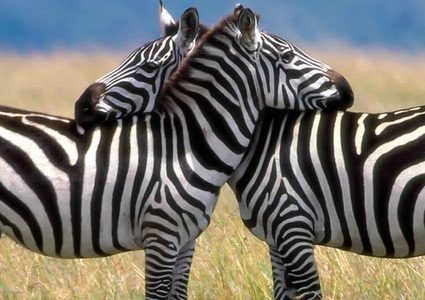 علماء يتوصلون لسر وأهمية الخطوط الموجودة على جسم الحمار الوحشى