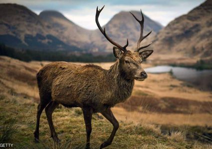 "زومبي الغزلان" يثير ذعر العلماء.. ومخاوف من انتقاله للبشر