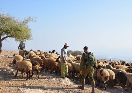 مستوطنون يطاردون رعاة الأغنام شرق يطا