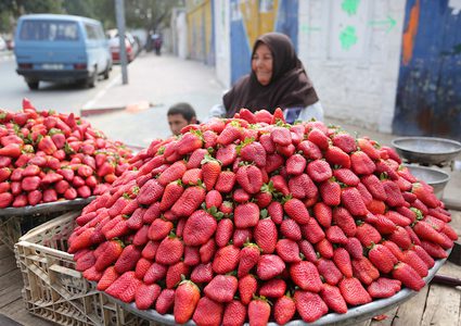 إمرأة تبيع الفراولة في أحد شوارع غزة