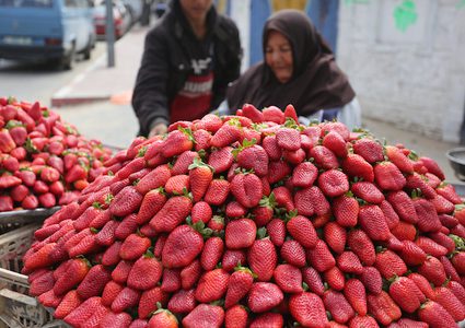إمرأة تبيع الفراولة في أحد شوارع غزة