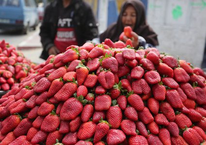 إمرأة تبيع الفراولة في أحد شوارع غزة