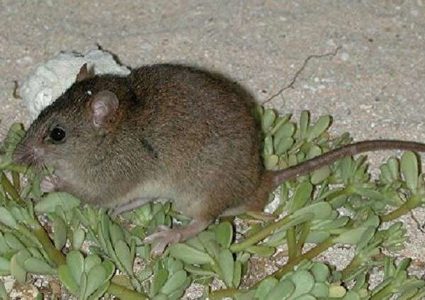 أستراليا تعلن رسميا انقراض أحد القوارض النادرة بسبب تغير المناخ