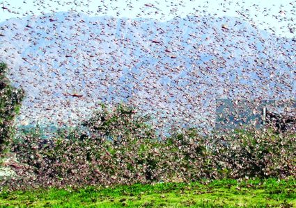 هل ستضرب فلسطين أسراب من الجراد؟