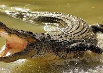 شاهد كيف تمكن تمساح مفترس من ابتلاع ثعبان طوله 3 أمتار!