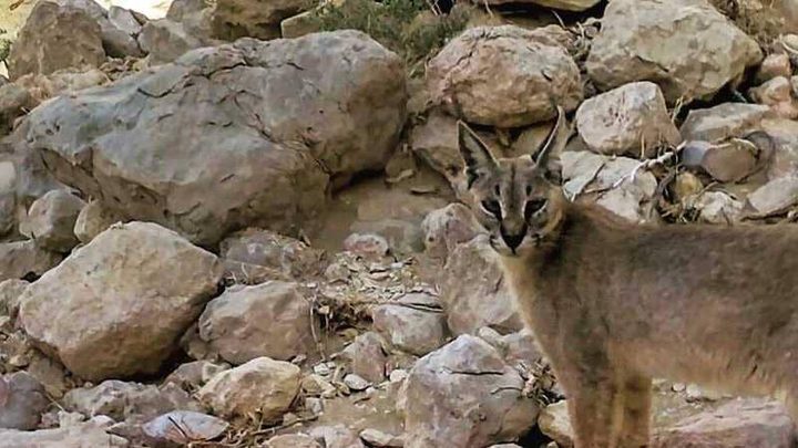 رصد حيوان لم يشاهَد في أبوظبي منذ 35 عاما