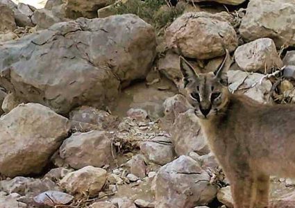 رصد حيوان لم يشاهَد في أبوظبي منذ 35 عاما