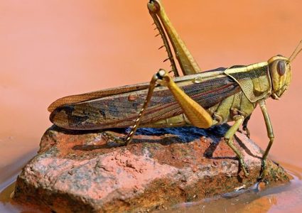 تحذيرات من خطورة وصول "الجراد" لغزة