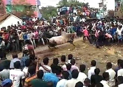 في الهند.. ثور هائج يفتك بالمتعبدين