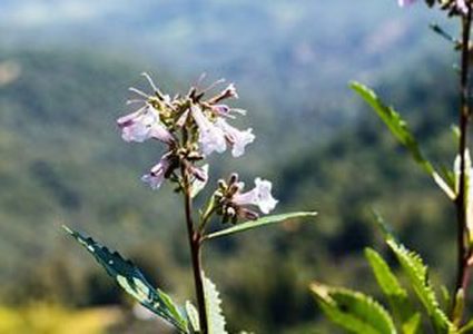 إكتشاف عشب في كاليفورنيا يمكن أن يقاوم مرض الزهايمر
