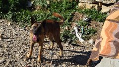 جمعية الكلاب الضالة بين العواقب والمصير المجهول