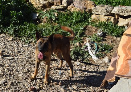 جمعية الكلاب الضالة بين العواقب والمصير المجهول