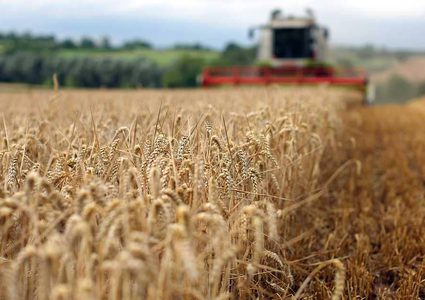 العراق يسعى لشراء القمح