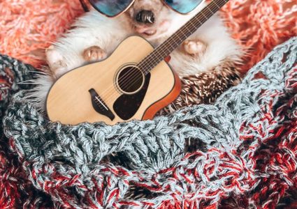 أشهر قنفذ فى العالم يتابعة أكثر من مليون ومرتبه 3 آلاف جنيه