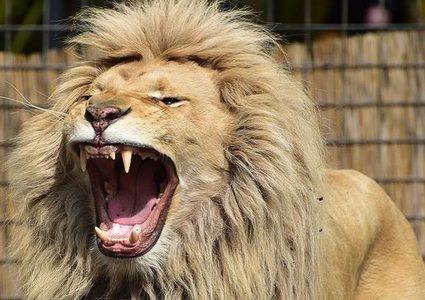 حديقة حيوان تسمح لزوارها باللعب مع الأسود!