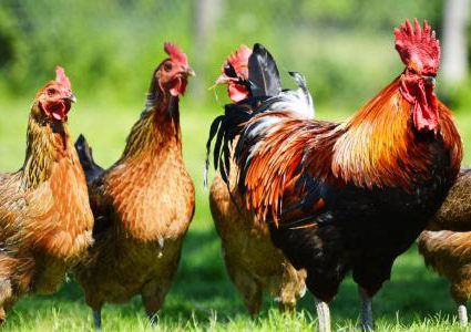 شركة صينية تطور جهازا لتعقب الدجاج والتأكد من صحته