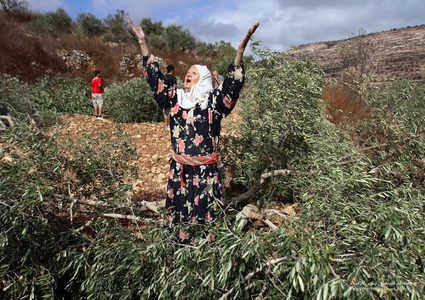 الاحتلال يجرف 28 دونما ويقتلع 300 شجرة زيتون ولوز في أراضي برطعة