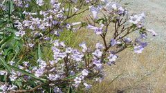 "عشب كاليفورنيا المقدس" سر علاج ألزهايمر