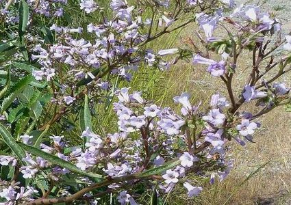 "عشب كاليفورنيا المقدس" سر علاج ألزهايمر