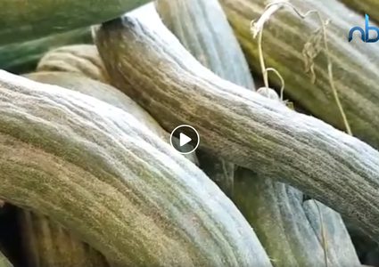 كيلو الفقوس بـ 100 شيكل.. وناشطون يردون: خللوه