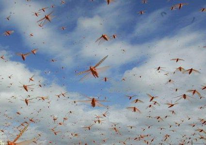 أسراب الجراد تصل العقبة