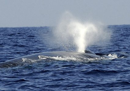 حوت ميت في غابات الأمازون يثير حيرة العلماء