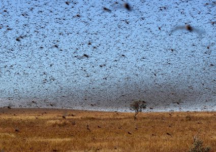 الأمم المتحدة تحذر من انتشار آفة خطيرة في السعودية ومصر